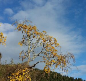 Kowhai Tree