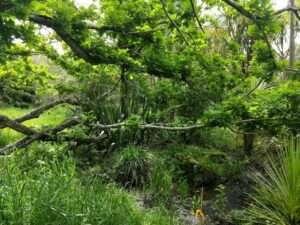 Rose Jenkin Spiritual Director Trees