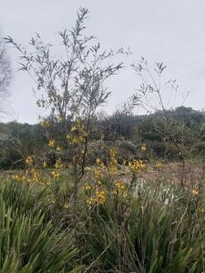 Jenny McDowal spiritual director - Kowhai flowering