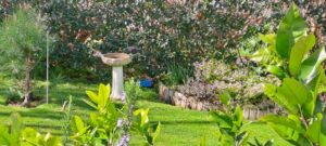 Tracey Hunt garden-for-acsd